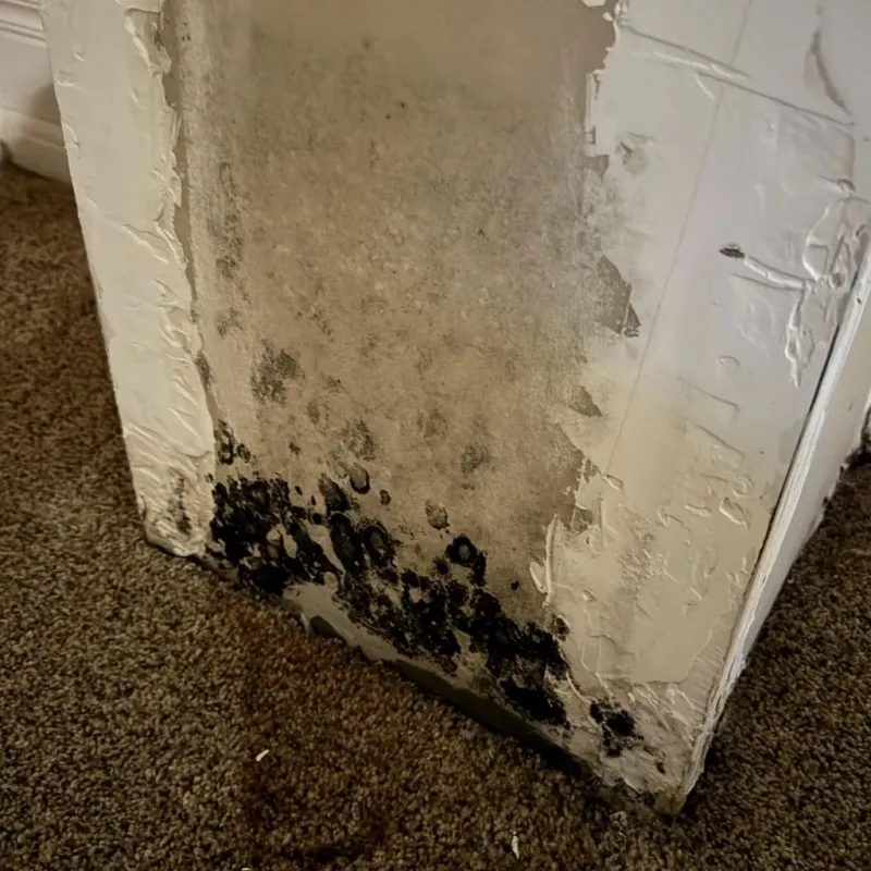 Professional Mold Removal in Garland, TX